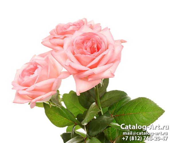 Натяжные потолки с фотопечатью - Розовые розы 62